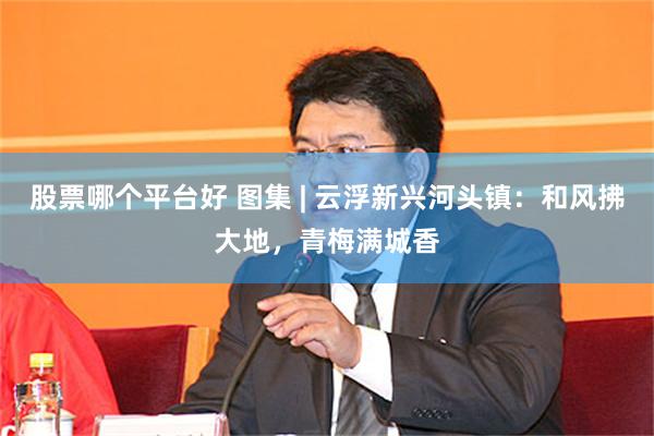 股票哪个平台好 图集 | 云浮新兴河头镇：和风拂大地，青梅满城香
